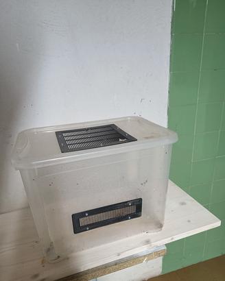 Terrario in plastica per piccoli rettili