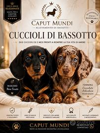 Bassotto cucciolo