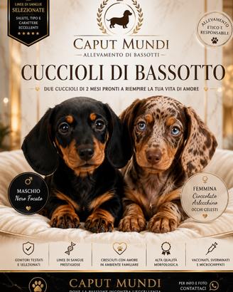 Bassotto cucciolo