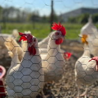 Galline livornesi