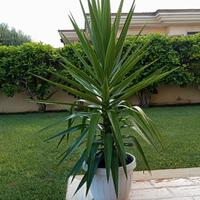 Yucca in vaso bianco 