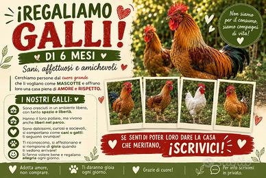 Galli di 6 mesi
