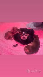 Cocker spaniel cuccioli