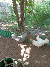 araucana inglese 