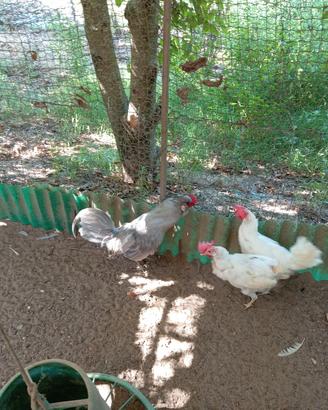 araucana inglese 