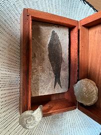 Fossili marini da collezionismo