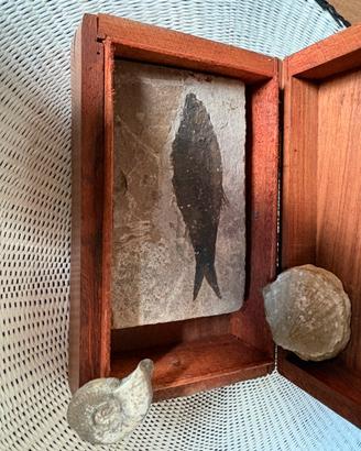 Fossili marini da collezionismo
