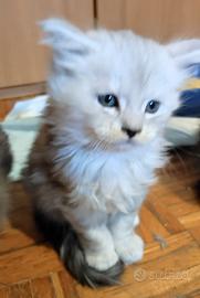 Maine coon figli di Campione Nazionale