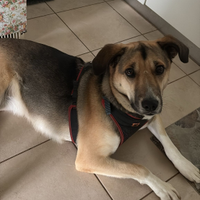 Cagnolina di Taglia Media