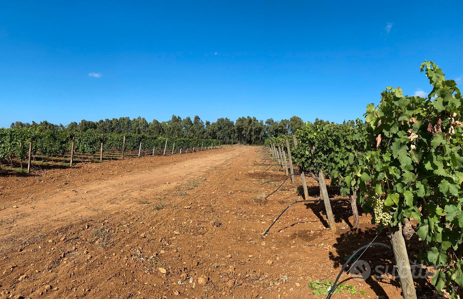 Terreno agricolo ad Alghero - Vista 5