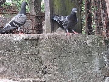 Uccelli