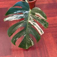 Monstera albo variegata