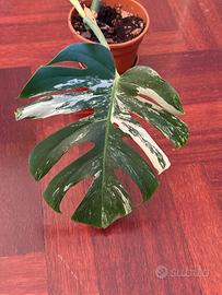 Monstera albo variegata