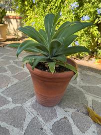 Agave attenuata
