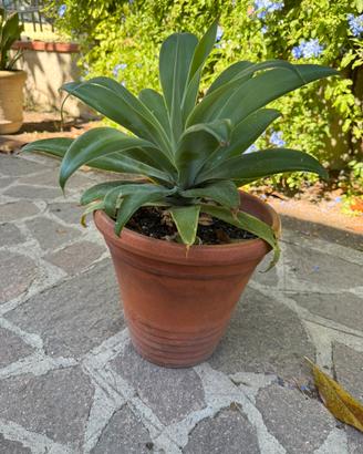 Agave attenuata