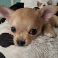 Chihuahua