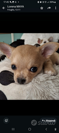 Chihuahua