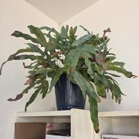 Felce Azzurra pianta d'interno 