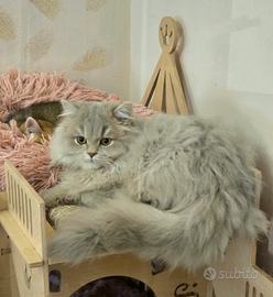 British longhair maschio
