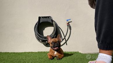 Buldog francese femmina