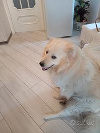 Maschio mezza taglia