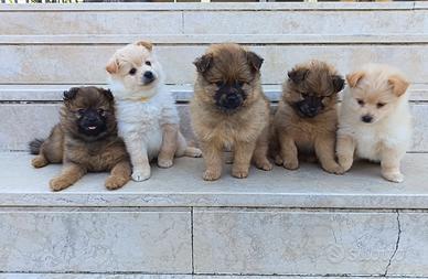 Cuccioli volpini di pomerania