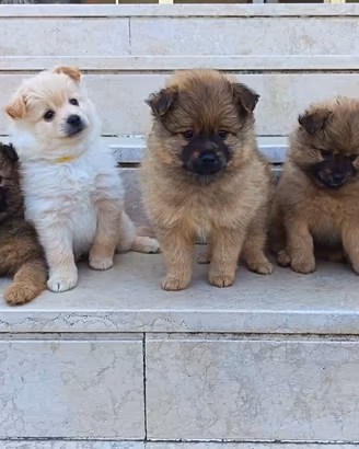 Cuccioli volpini di pomerania