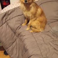 Volpino di Pomerania