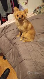 Volpino di Pomerania