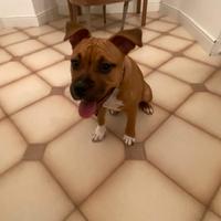 Cucciola di American staffordshire