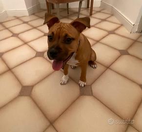 Cucciola di American staffordshire