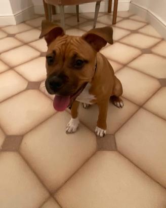 Cucciola di American staffordshire