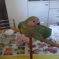 Inseparabili allevati a mano