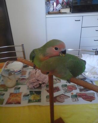 Inseparabili allevati a mano