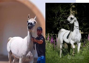 Cavalla Araba Egiziana gravida