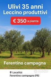 Ulivi 35 anni Leccino produttivi - Ferentino
