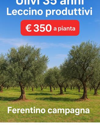 Ulivi 35 anni Leccino produttivi - Ferentino