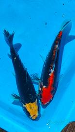 Carpe koi