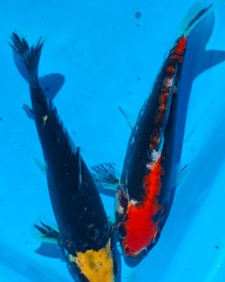 Carpe koi