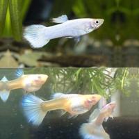 Pesci Guppy White pearl Lebistes Poecilia reticula