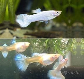 Pesci Guppy White pearl Lebistes Poecilia reticula