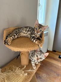 Cuccioli bengala pronti da subito Ped. Aperto