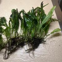 Microsorum