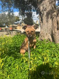 Dolce cucciola in adozione