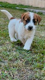 Jack Russell Terrier altissima genealogia