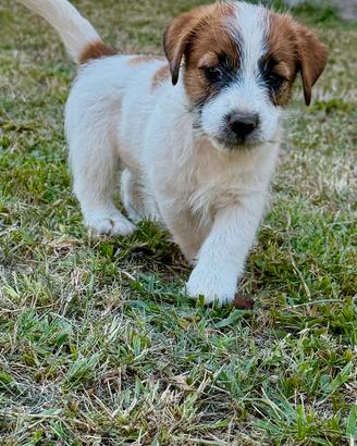Jack Russell Terrier altissima genealogia
