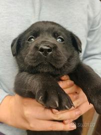 3 Cuccioli Labrador con pedigree ENCI – BO