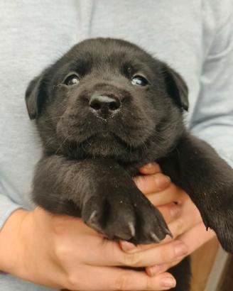 3 Cuccioli Labrador con pedigree ENCI – BO