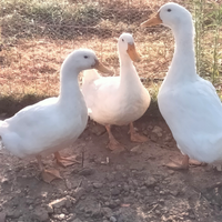 Animali