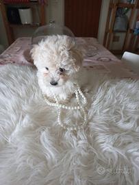Cuccioli di barboncino